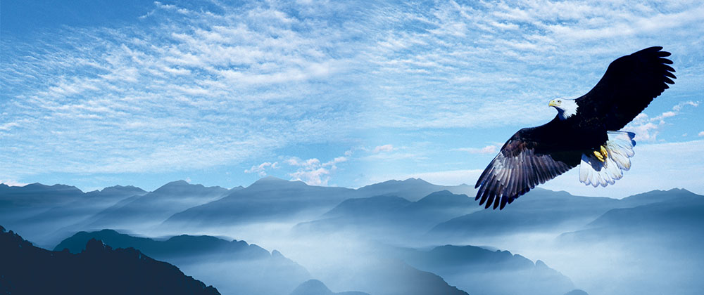 推進(jìn)“雛鷹”、“飛鷹”、“精鷹”、“雄鷹”人才培養(yǎng)計(jì)劃！